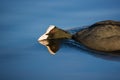 Coot stalking a rival male Royalty Free Stock Photo