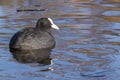 A coot swimming in icy water : Southampton Common Royalty Free Stock Photo