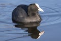 A coot swimming in icy water : Southampton Common Royalty Free Stock Photo