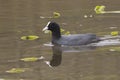 A coot swimming past water lilies Royalty Free Stock Photo