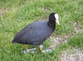 Coot walking in grass. Eurasian coot on farm. Waterfowl in park. Birds concept. Black bird with white head portrait.