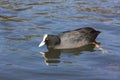 Coot water bird Royalty Free Stock Photo