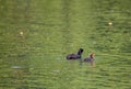 The Coot is a water bird of black color: it is distinguished by a typical white spot on the forehead shield which takes up the l