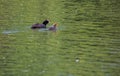 The Coot is a water bird of black color: it is distinguished by a typical white spot on the forehead shield which takes up the l