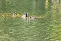 The Coot is a water bird of black color: it is distinguished by a typical white spot on the forehead shield which takes up the l