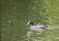 The Coot is a water bird of black color: it is distinguished by a typical white spot on the forehead shield which takes up the li