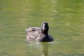 Coot, water bird with black plumage, white frontal shield swimming in lake water of Achensee, Achen Lake, Austria. Royalty Free Stock Photo