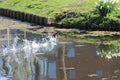 Coot and water chicken fighting in the water for their place in the pool. Royalty Free Stock Photo