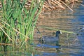 COOT ON WATER IN A DAM CLOSE TO REEDS Royalty Free Stock Photo