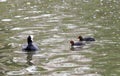 Coot on the water with its youngs Royalty Free Stock Photo