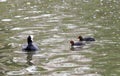 Coot on the water with its youngs