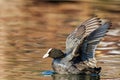 Coot on the water mahet stretching wings Royalty Free Stock Photo