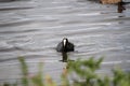 A Coot on the water