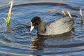 Coot in the water