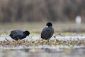 Coot in wetland in morning Royalty Free Stock Photo