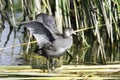 Coot, young bird in natural habitat / Fulica atra