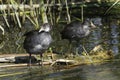 Coot, young birds in natural habitat / Fulica atra