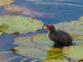 Coot youngster standing on large water lily leaves - Fulica atra