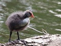 Coot youngster on a trunk - Fulica atra