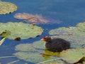 Coot youngster on water lily - Fulica atra