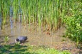 Coot with youngsters