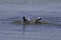 Coots fight Royalty Free Stock Photo