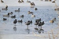 Coots on a Frozen Lake Royalty Free Stock Photo