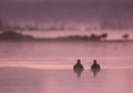 Coots in morning Royalty Free Stock Photo