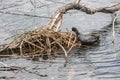 Coots nest isolated on lake water Royalty Free Stock Photo