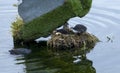 Coots nest with two chicks. Royalty Free Stock Photo