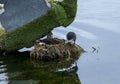 Coots nest with two chicks. Royalty Free Stock Photo