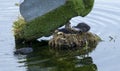 Coots nest with two chicks. Royalty Free Stock Photo