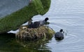 Coots nest with two chicks. Royalty Free Stock Photo