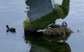 Coots nest with two chicks. Royalty Free Stock Photo