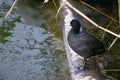 Coots a small water bird that is a member of the Rallidae family. They constitute the genus Fulica Royalty Free Stock Photo