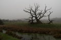 Coountryside scene of a barren tree next to a river