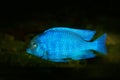 Copadichromis borleyi, cichlid fish endemic Lake Malawi in East Africa. Blue fish in the water. Fishkeeping hobby specie of fish. Royalty Free Stock Photo