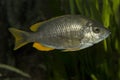 Copadichromis borleyi Kadango Kadango Red Fin, Haplochromis borleyi redfin, Haplochromis goldfin.