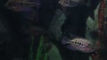 Copadichromis ilesi in beautifully decorated Marine Aquarium stock footage video
