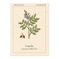 Copaiba Copaifera officinalis , medicinal plant