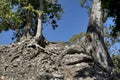 Copan, Honduras, Central America: spectacular trees at mayan site.