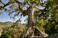 Copan, Honduras, Central America: spectacular trees at mayan site.