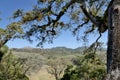 Copan, Honduras, Central America: spectacular trees at mayan site.