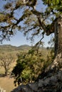 Copan, Honduras, Central America: spectacular trees at mayan site.