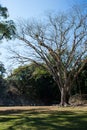 Copan Ruins