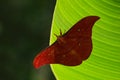 Copaxa syntheratoides butterfly, the giant brown morpho, sitting on on green flowers, Costa Rica. Beautiful butterfly in the tropi Royalty Free Stock Photo