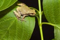 Cope's Gray Tree frog