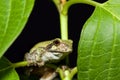 Cope's Gray Tree frog Royalty Free Stock Photo