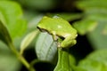 Cope's Gray Tree frog Royalty Free Stock Photo