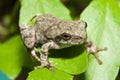 Cope's Gray Tree frog Royalty Free Stock Photo